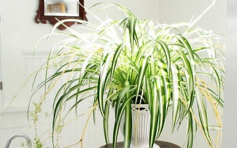 Cây lan chi có vẻ đẹp mong manh, sức sống mạnh mẽ
