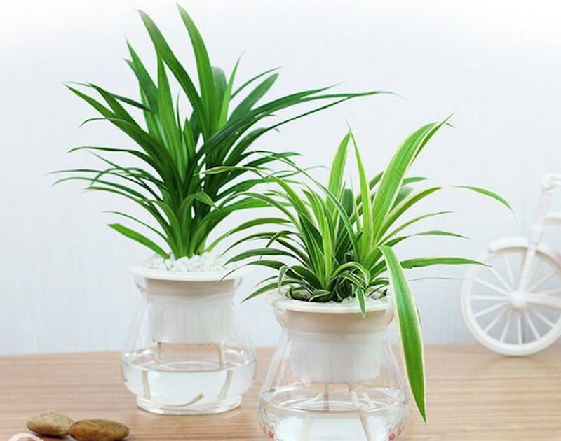 Phân biệt cây lan chi và cây mẫu tử