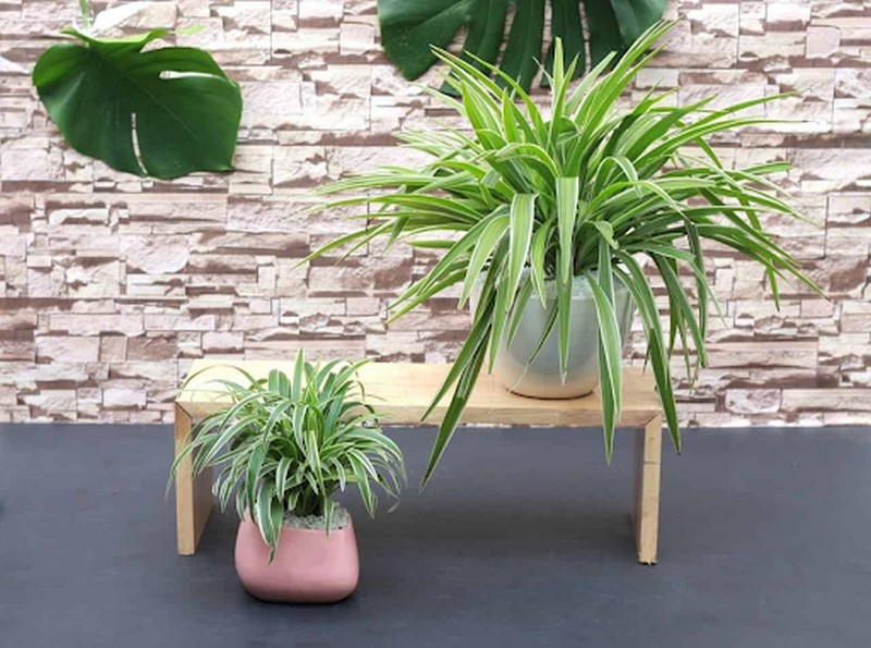 Cây lan chi mang lại may mắn cho người tuổi Mùi