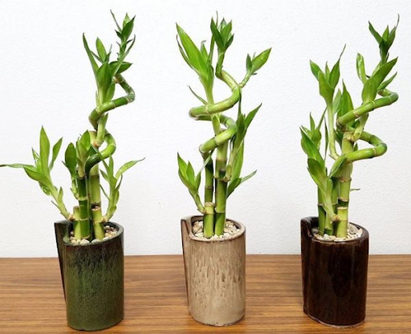 Cây phát lộc hợp mệnh gì? Mệnh Mộc hoặc mệnh Kim
