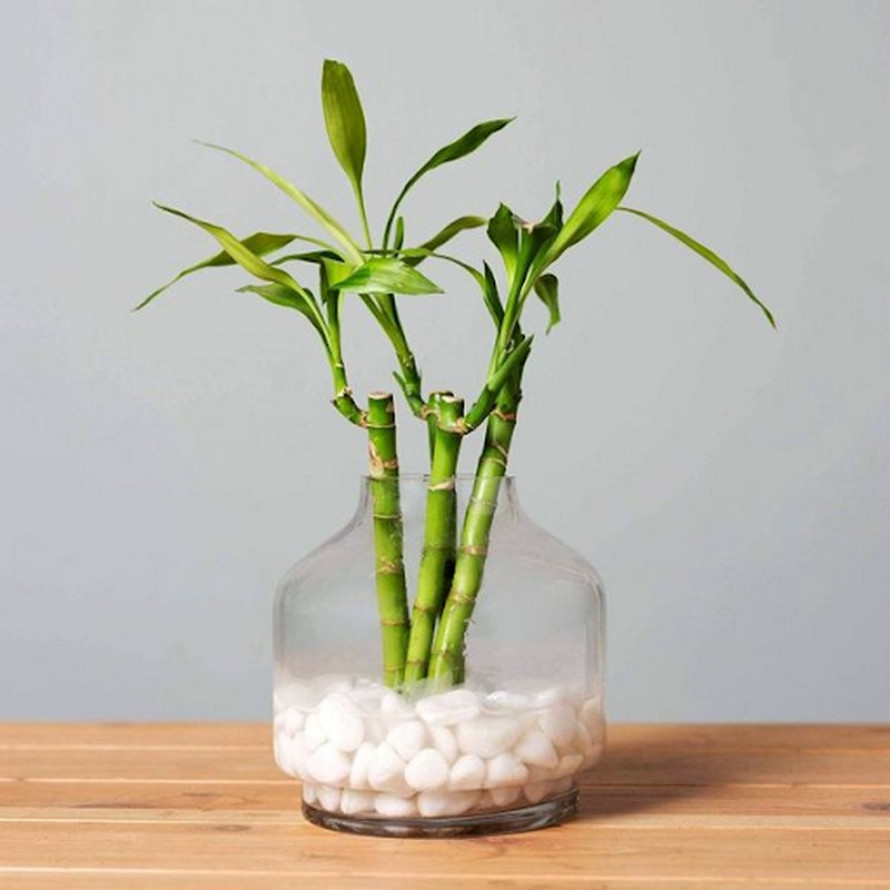Những người tuổi Mão nên chọn cây phát lộc để trang trí không gian sống