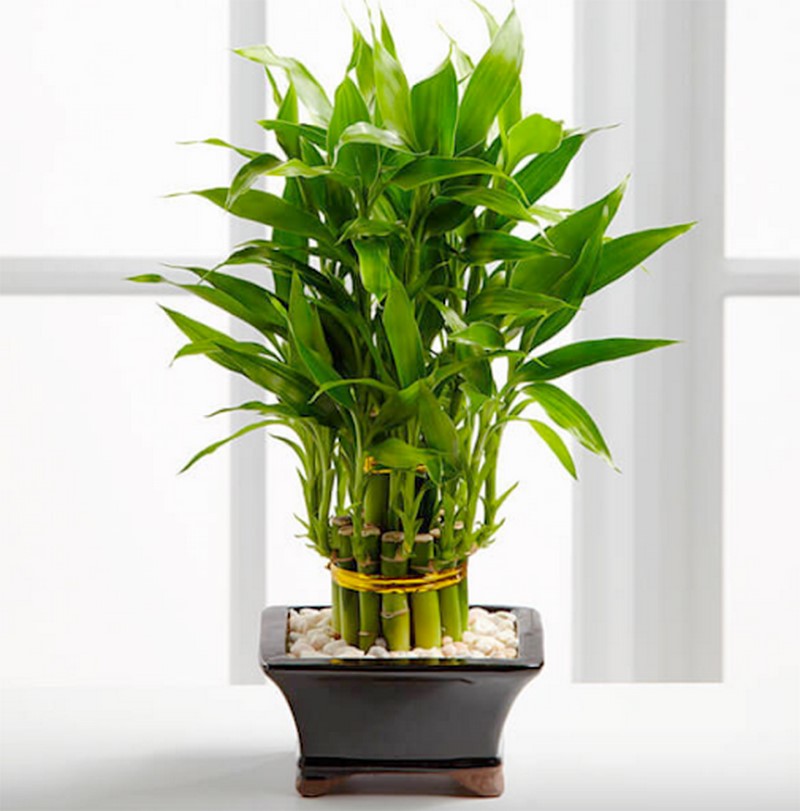 Nên đặt cây tại những nơi có đủ ánh sáng tự nhiên
