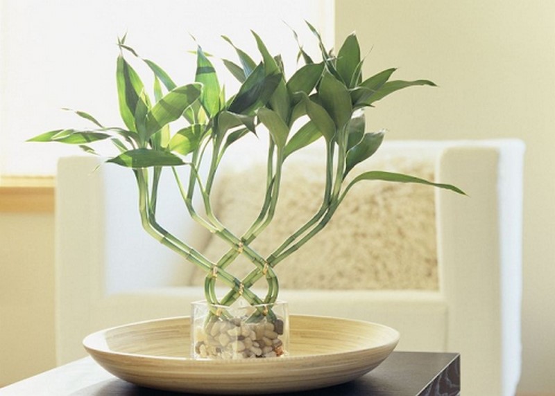 Cây phát lộc dễ dàng uốn và tạo kiểu
