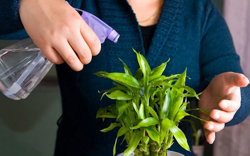 Nên sử dụng nước sạch để tưới cho cây