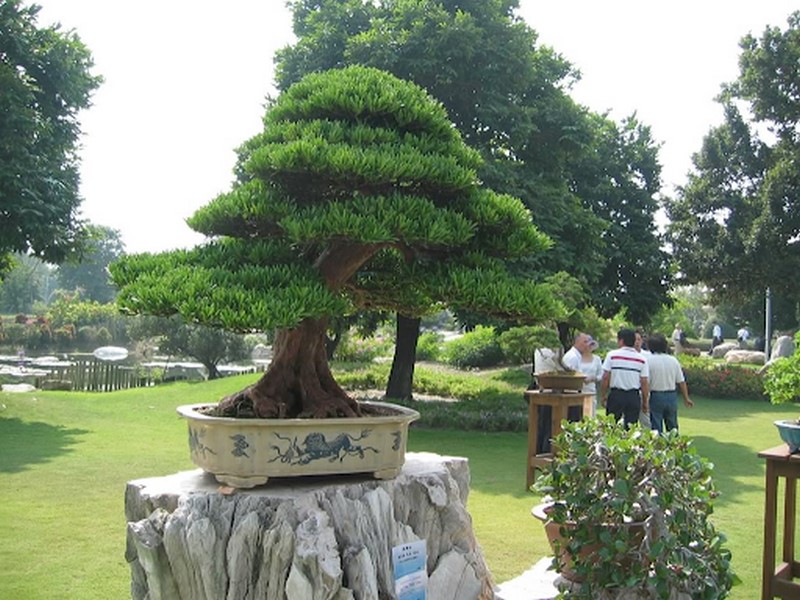 Cây tùng la hán là một loại cây cảnh nghệ thuật có giá trị cao