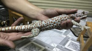 tắc kè vào nhà là điềm gì