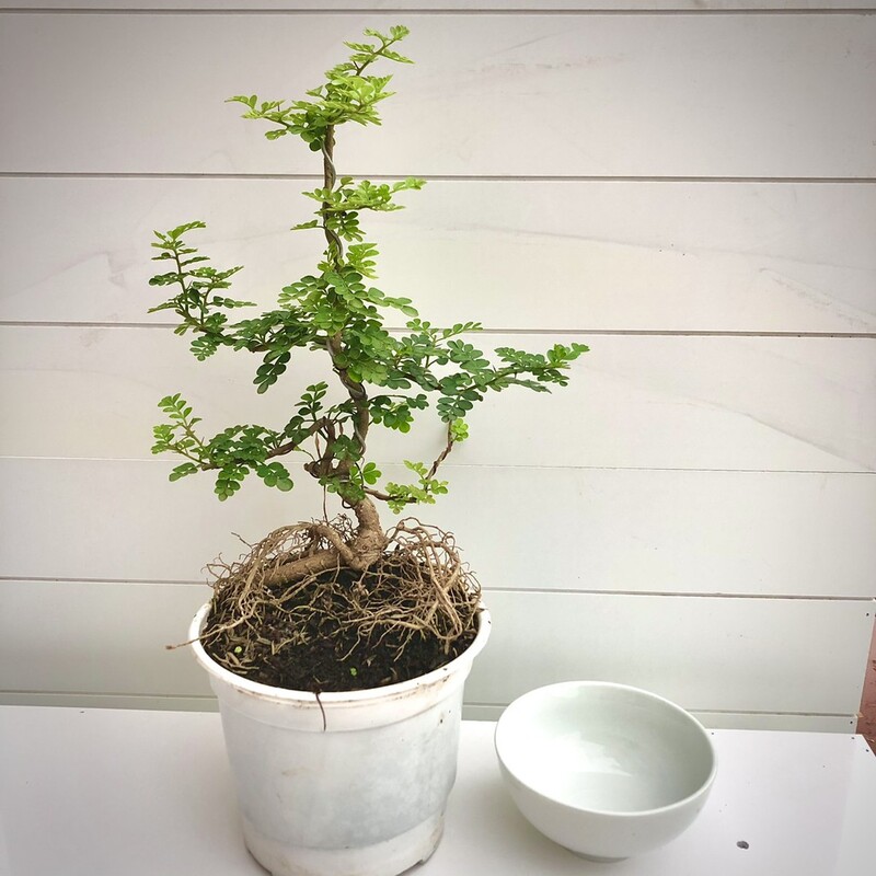 Cây cần thăng bonsai mini rất được yêu thích trong giới cây cảnh