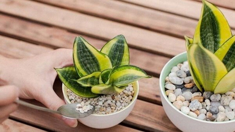 Cây lưỡi mèo hợp mệnh gì? Nên trồng ở đâu?