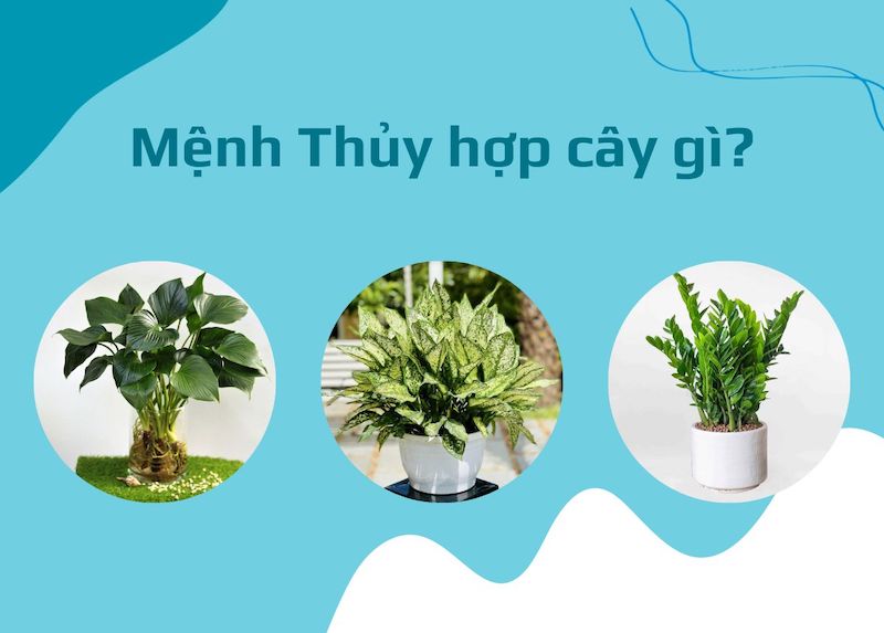 Mệnh Thủy nên trồng cây gì trước nhà để thu hút tài lộc, may mắn?